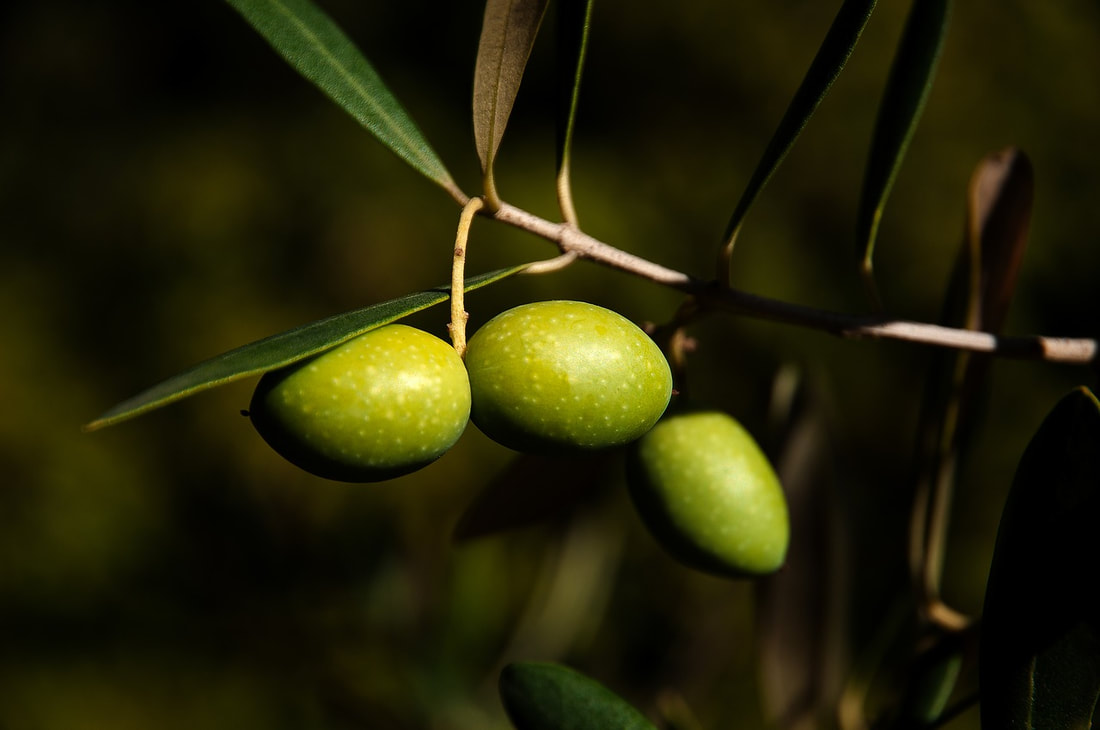 Picture - olives on branch