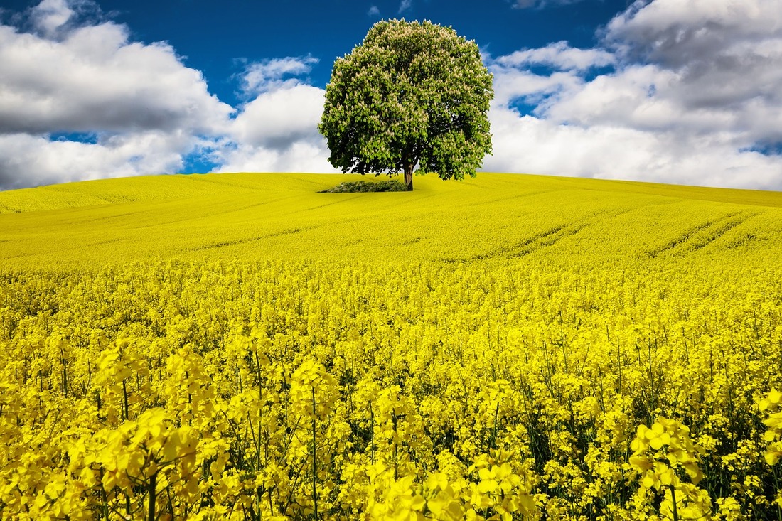 Picture - a field of rapeseeds