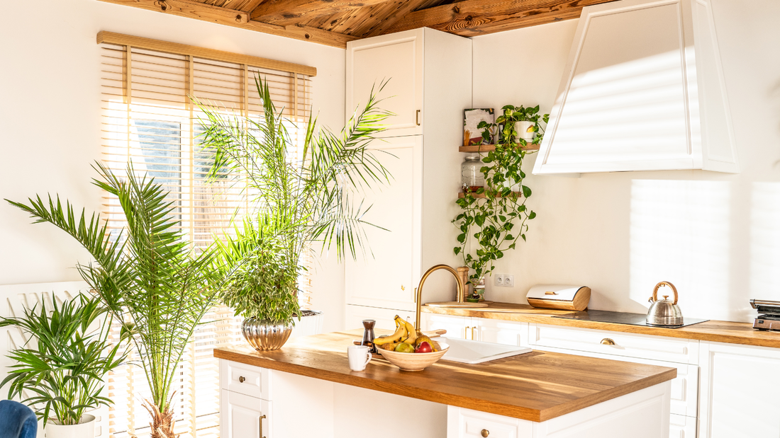 Picture of plants in a kitchen