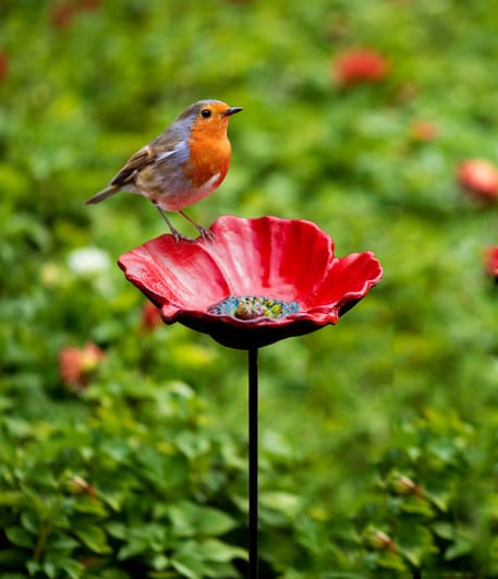 Poppy bird feeder Picture