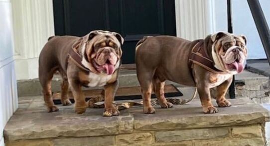 Picture of Bobby and Bubba the bulldogs