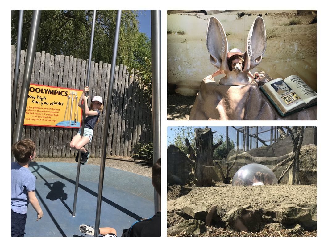 Picture of zoo activities at Drusillas Park